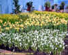 Blumenhalle_2005_3.jpg (45119 Byte)