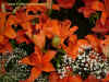 Blumenhalle_2005_66.jpg (92337 Byte)