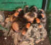 Brachypelma_annitha.JPG (91843 Byte)