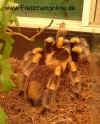 Brachypelma_smithi.JPG (73688 Byte)