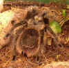 Grammostola_grossa.JPG (79948 Byte)