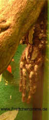 Poeciloteria_ornata_2.JPG (59534 Byte)